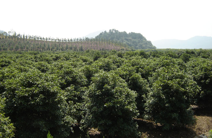 龙观苗圃基地